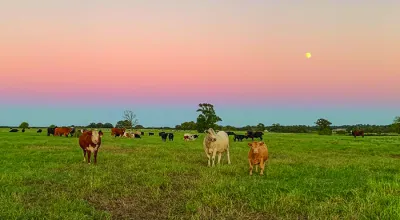 rural scene at sunset with cows grazing on land