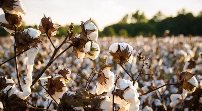 Cotton Marketing Basics & 2025 Outlook