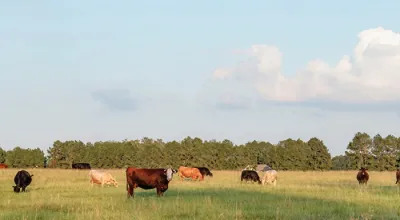 A herd of cows grazing on a large open pasture 