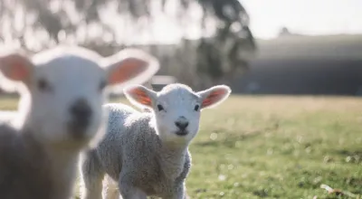 5 Steps For Financing Your New Farming Operation