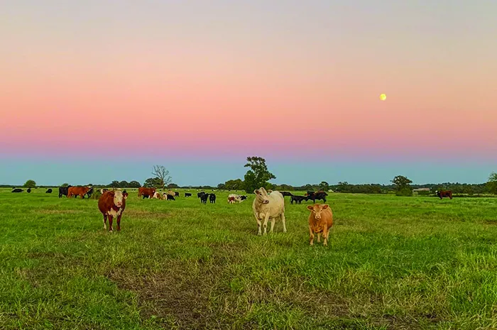 rural scene at sunset with cows grazing on land