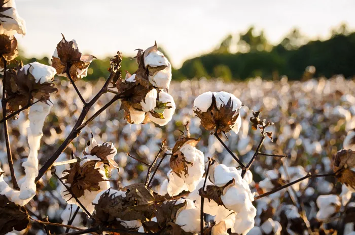 Cotton Marketing Basics & 2025 Outlook