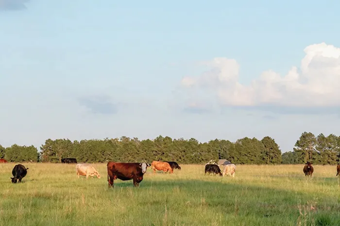 A herd of cows grazing on a large open pasture 