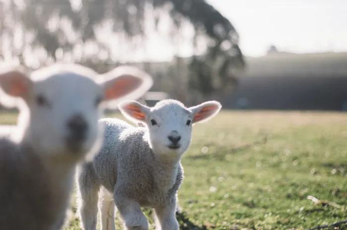 5 Steps For Financing Your New Farming Operation