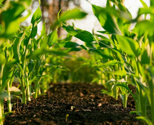 About Farm Credit